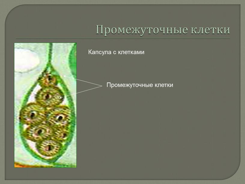 Промежуточные клетки Капсула с клетками