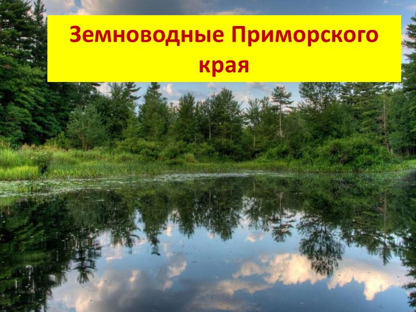 Земноводные Приморского края