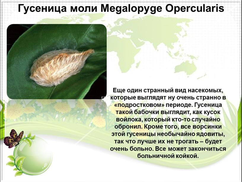 Гусеница моли Megalopyge Opercularis