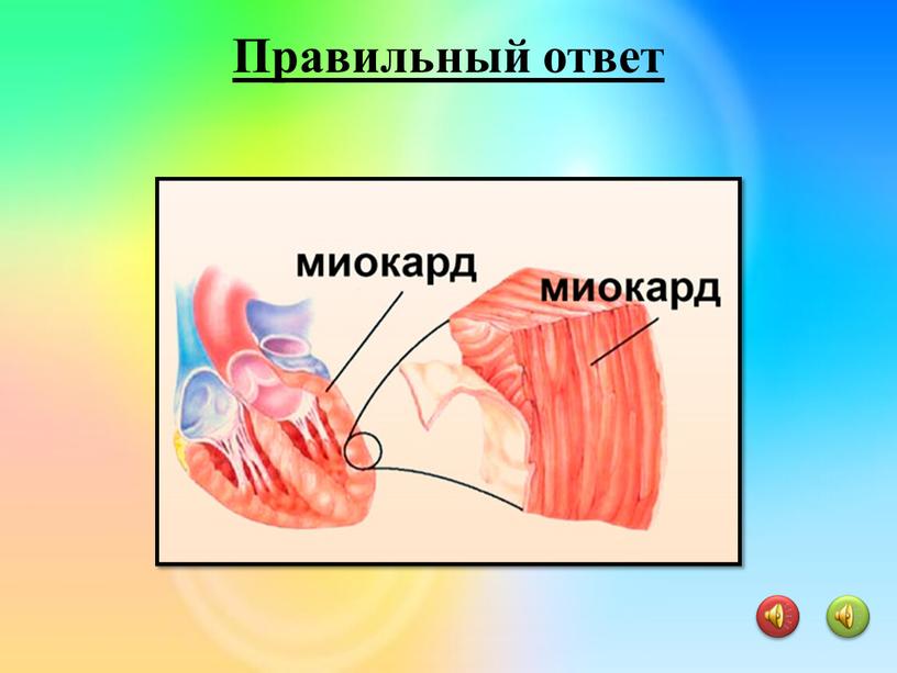 Миокард Правильный ответ