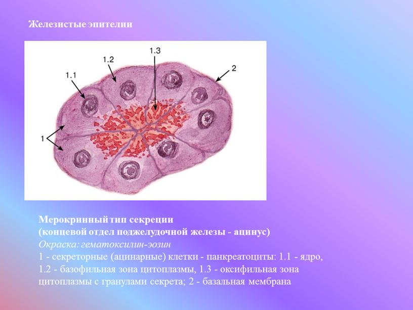 Железистые эпителии Мерокринный тип секреции (концевой отдел поджелудочной железы - ацинус)