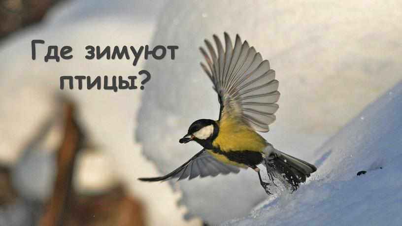 Где зимуют птицы?