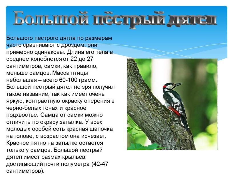 Большой пёстрый дятел Большого пестрого дятла по размерам часто сравнивают с дроздом, они примерно одинаковы