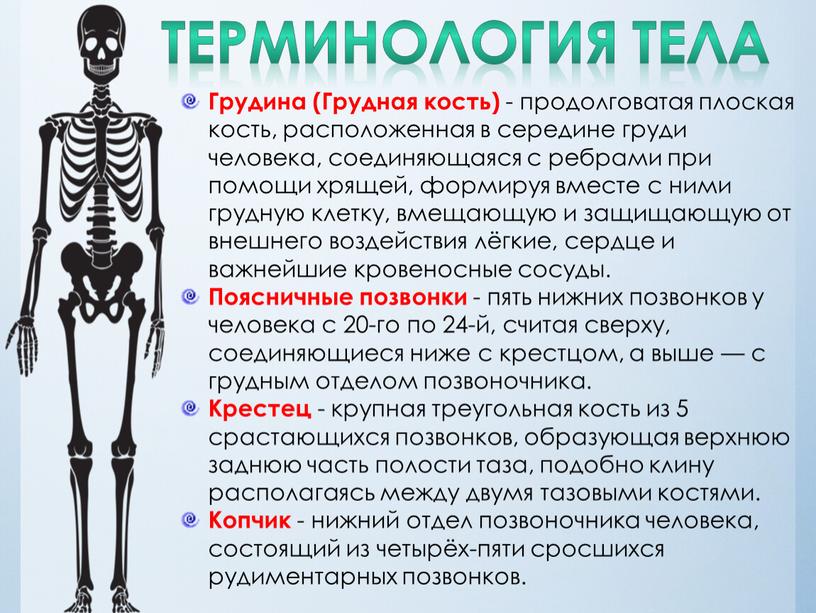 ТЕРМИНОЛОГИЯ ТЕЛА Грудина (Грудная кость) - продолговатая плоская кость, расположенная в середине груди человека, соединяющаяся с ребрами при помощи хрящей, формируя вместе с ними грудную…