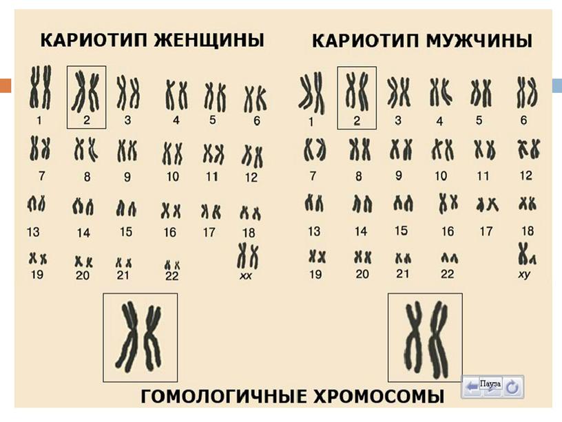 Презентация Основы генетики