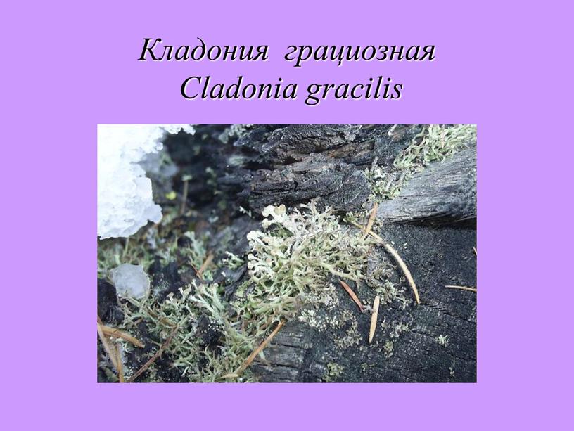 Кладония грациозная Cladonia gracilis