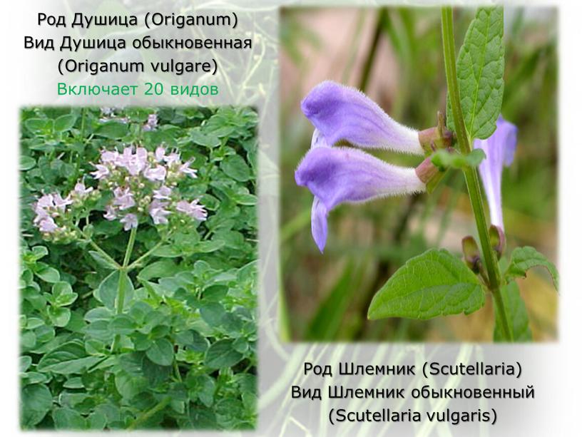 Род Душица (Origanum) Вид Душица обыкновенная (Origanum vulgare)