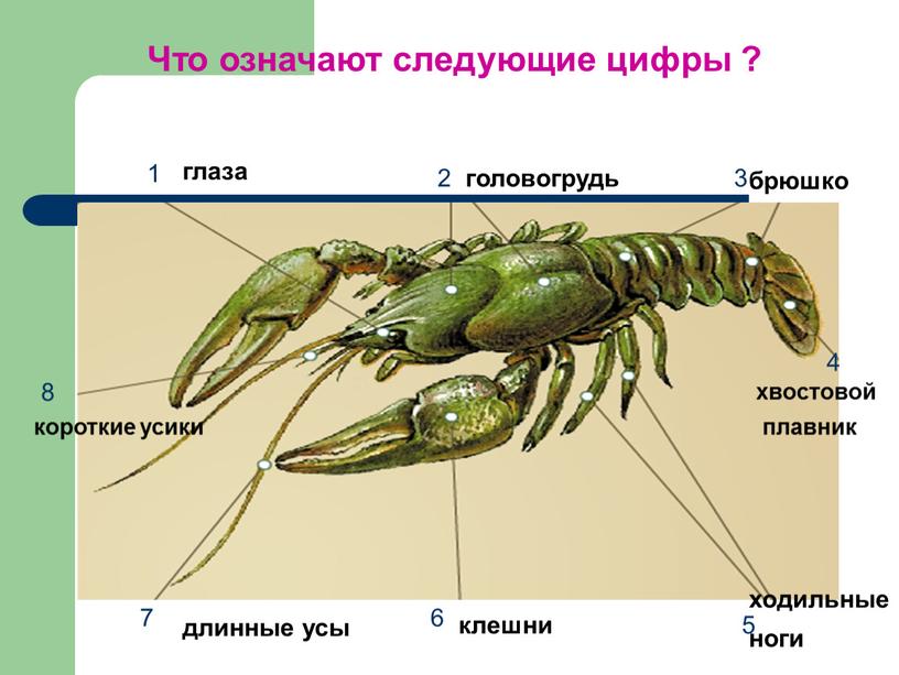 Что означают следующие цифры ? глаза головогрудь брюшко хвостовой плавник ходильные ноги клешни длинные усы короткие усики