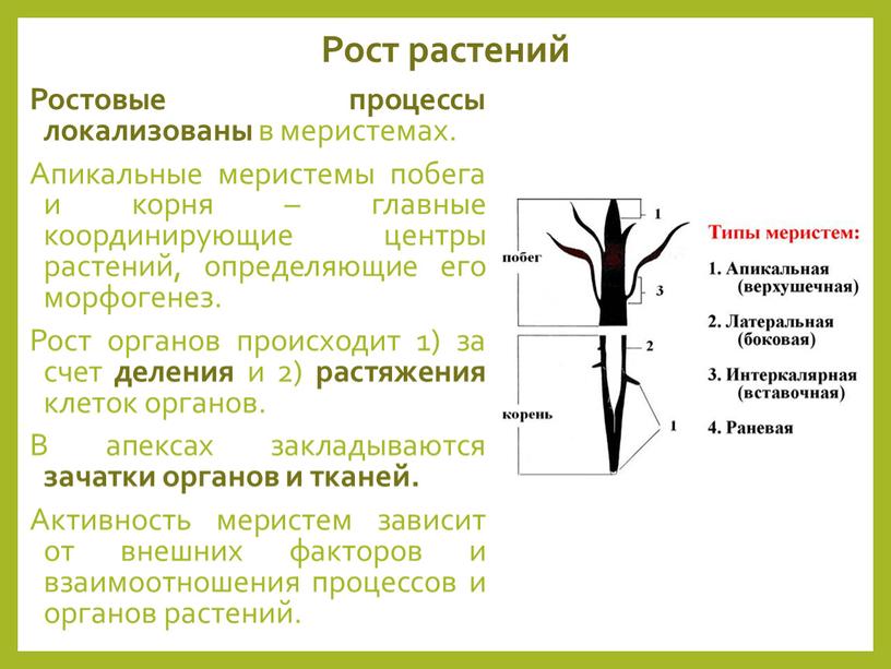 Рост растений Ростовые процессы локализованы в меристемах