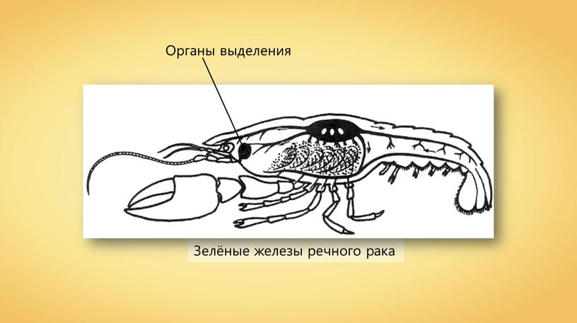 Какой тип развития характерен для речного рака изображенного на рисунке