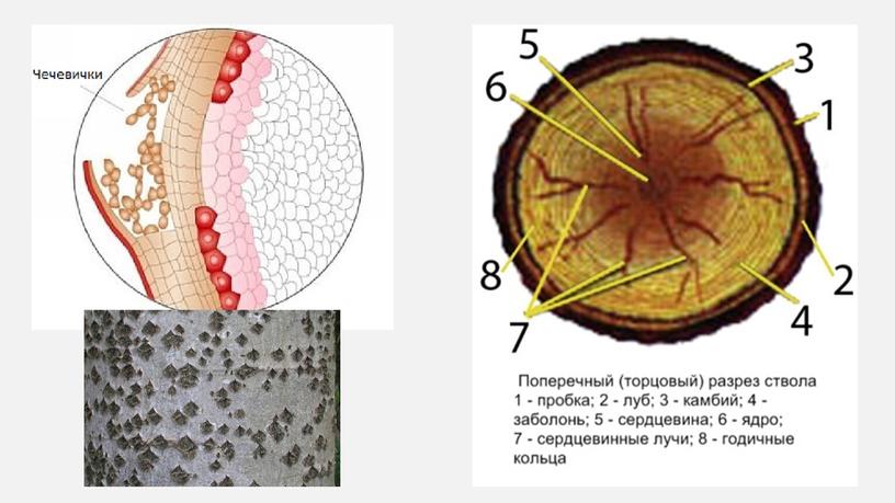 Презентация Ткани растений