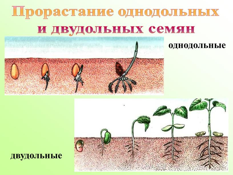 Прорастание однодольных и двудольных семян однодольные двудольные