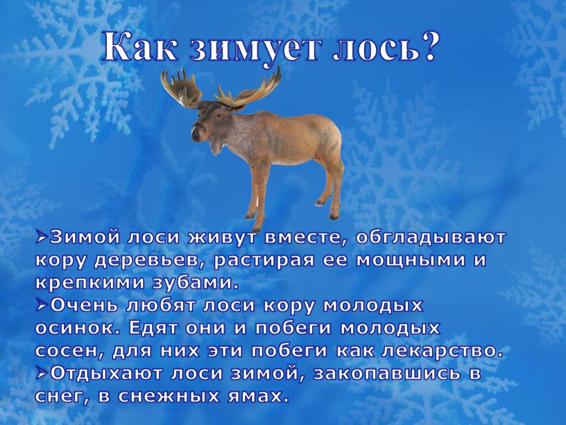 Как зимует лось? Зимой лоси живут вместе, обгладывают кору деревьев, растирая ее мощными и крепкими зубами