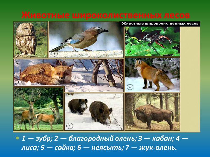 Животные широколиственных лесов 1 — зубр; 2 — благородный олень; 3 — кабан; 4 — лиса; 5 — сойка; 6 — неясыть; 7 — жук-олень