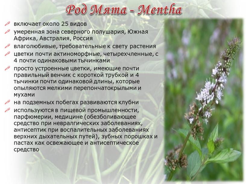Род Мята - Mentha включает около 25 видов умеренная зона северного полушария,