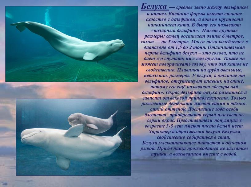 Белуха — среднее звено между дельфином и китом