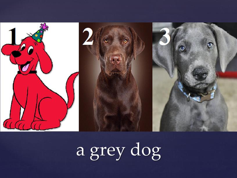 a grey dog