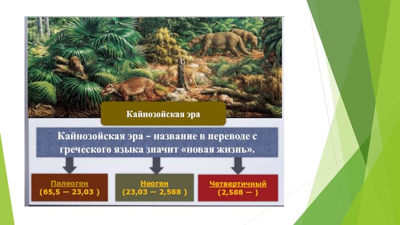 Презентация: "Прокариоты, эукариоты, многоклеточные как этап эволюции живых систем. Эволюция одноклеточных, эволюция растений, эволюция животных"