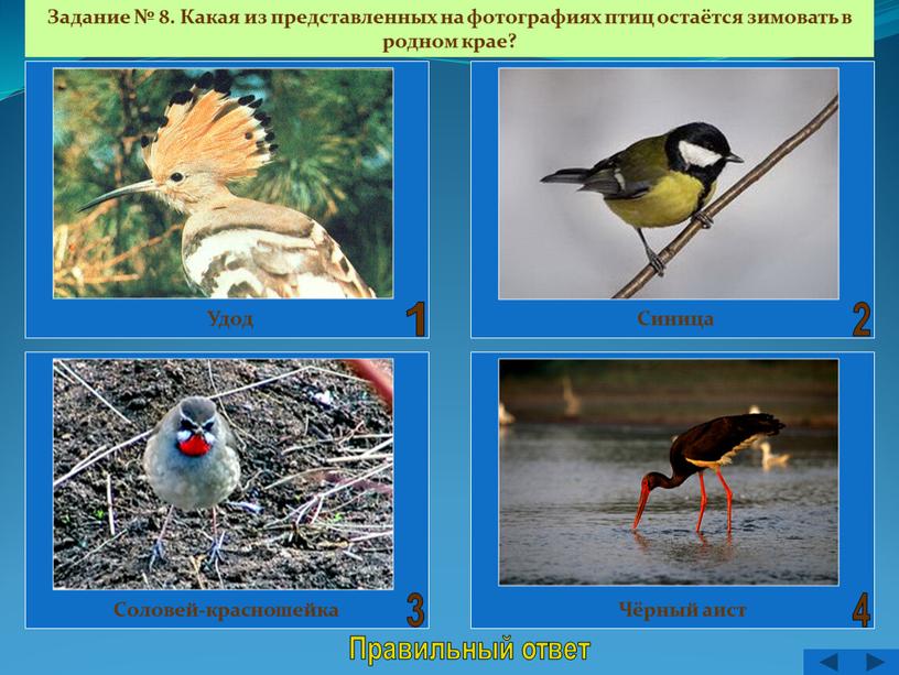 Правильный ответ Задание № 8. Какая из представленных на фотографиях птиц остаётся зимовать в родном крае?