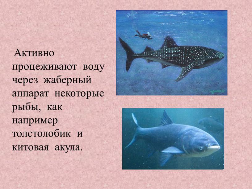 Активно процеживают воду через жаберный аппарат некоторые рыбы, как например толстолобик и китовая акула