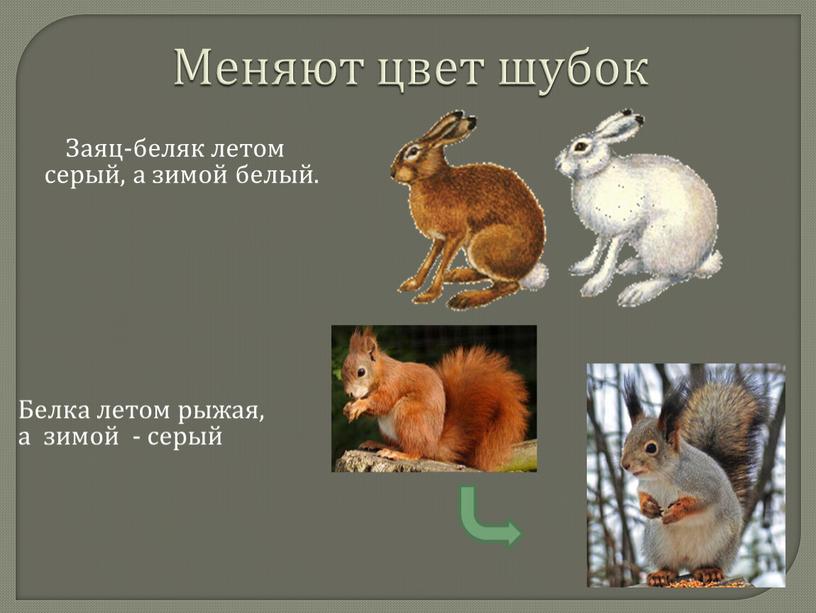 Различие зайца и белки. Животные меняют цвет зимой. Какие животные меняют шубку. Заяц меняет цвет шубки. Заяц меняет окрас.
