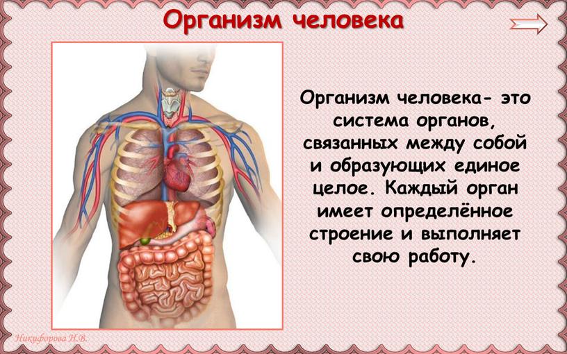 Организм человека- это система органов, связанных между собой и образующих единое целое