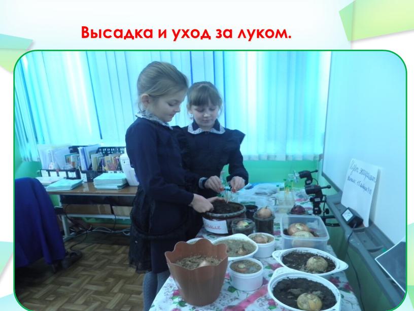 Высадка и уход за луком.