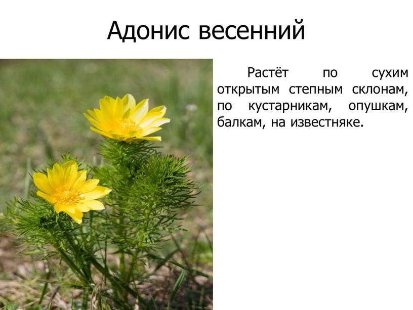 Адонис весенний Растёт по сухим открытым степным склонам, по кустарникам, опушкам, балкам, на известняке