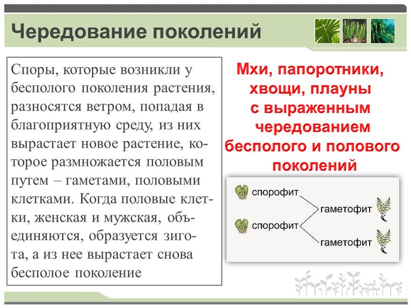 Чередование поколений Споры, ко­то­рые воз­ник­ли у бес­по­ло­го по­ко­ле­ния рас­те­ния, раз­но­сят­ся вет­ром, по­па­дая в бла­го­при­ят­ную среду, из них вы­рас­та­ет новое рас­те­ние, ко­то­рое раз­мно­жа­ет­ся по­ло­вым путем –…