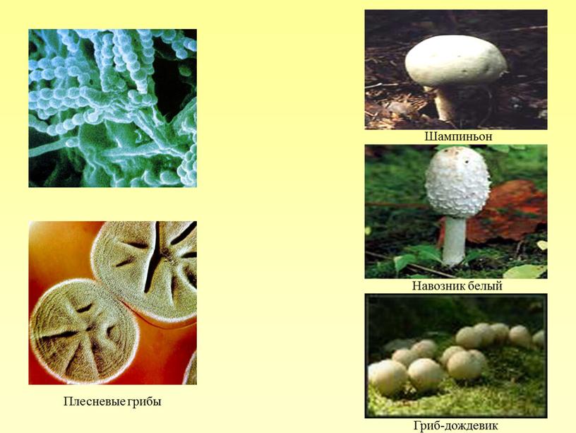 Плесневые грибы Гриб-дождевик Навозник белый