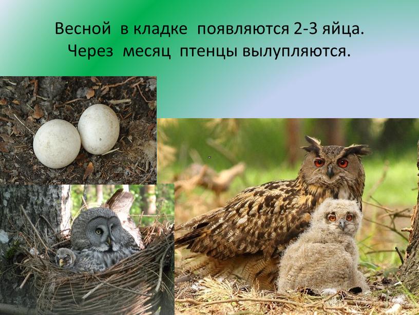 Весной в кладке появляются 2-3 яйца