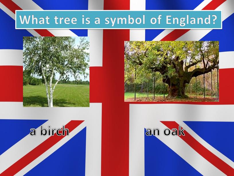 What tree is a symbol of England? a birch an oak