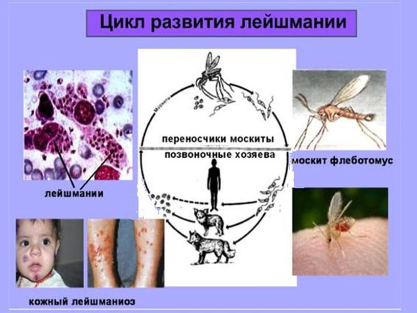 Презентация по биологии 7 класс "Общая характеристика простейших"