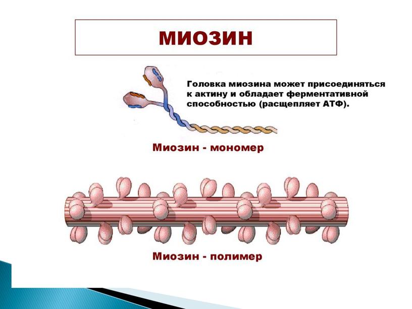 Двигательные волокна содержит