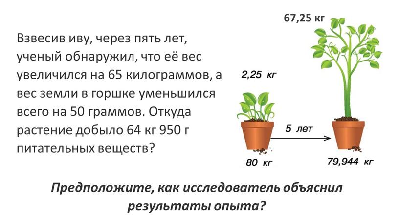 Взвесив иву, через пять лет, ученый обнаружил, что её вес увеличился на 65 килограммов, а вес земли в горшке уменьшился всего на 50 граммов