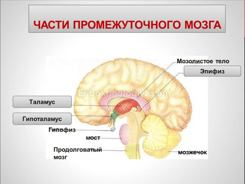 Мозг и психика. Закономерности высшей нервной деятельности человека 1 часть