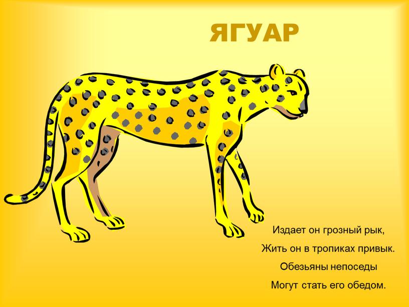 ЯГУАР Издает он грозный рык, Жить он в тропиках привык