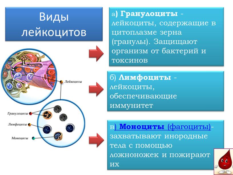 Эритроциты