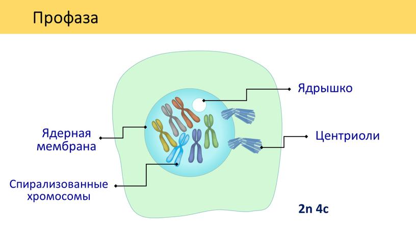 Профаза 2n 4c Ядрышко Ядерная мембрана