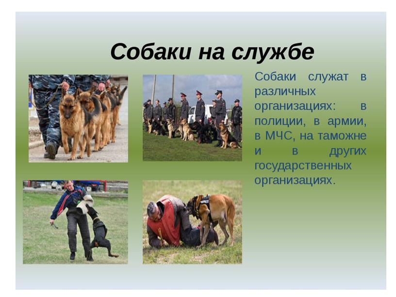 Презентация "Животные на службе безопасности жизни человека"