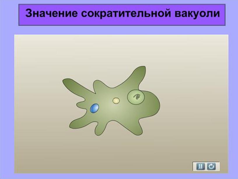 Презентация по биологии 7 класс "Общая характеристика простейших"