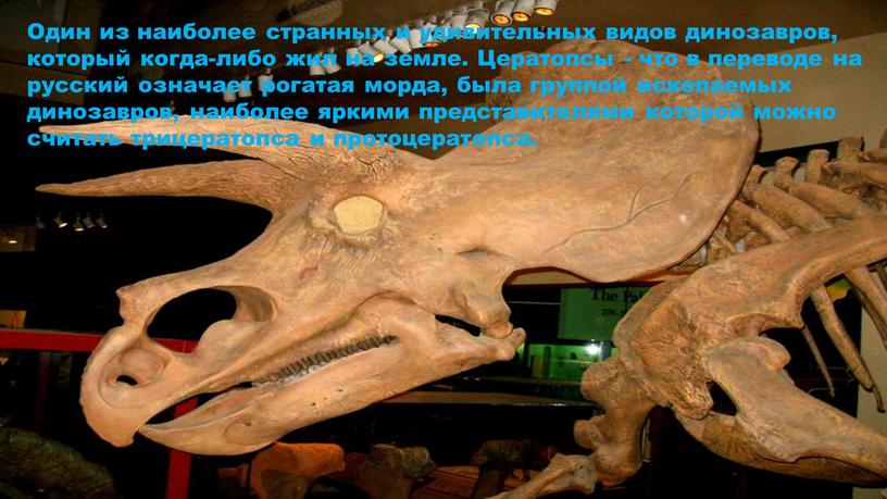 Один из наиболее странных и удивительных видов динозавров, который когда-либо жил на земле