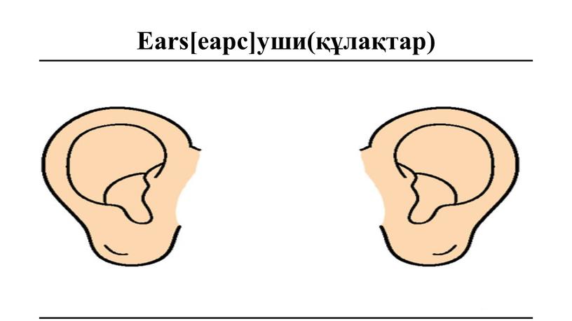 Ears[еарс]уши(құлақтар)