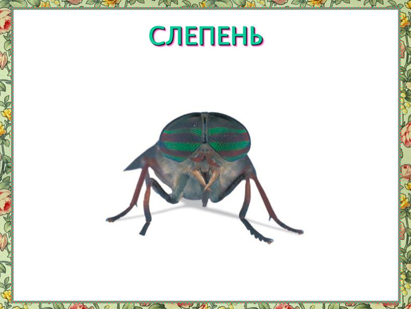 СЛЕПЕНЬ