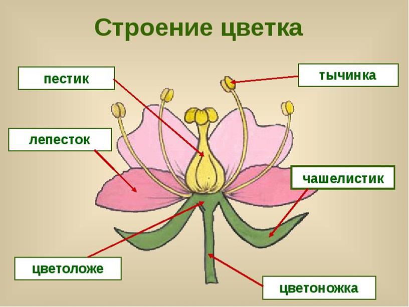 Покрытосеменные растения.