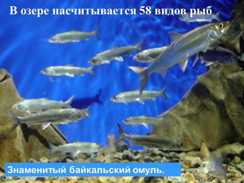 В озере насчитывается 58 видов рыб