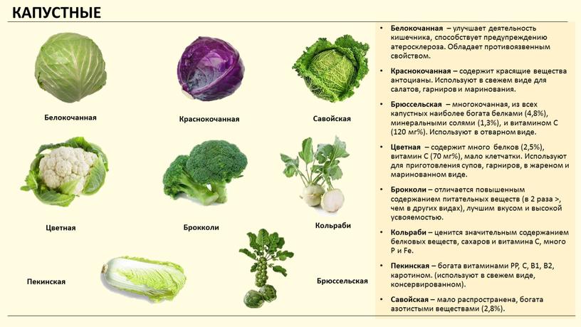 КАПУСТНЫЕ Белокочанная – улучшает деятельность кишечника, способствует предупреждению атеросклероза