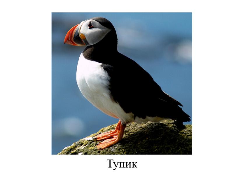 Тупик