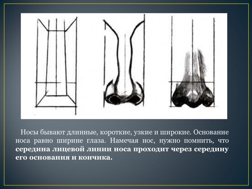 Носы бывают длинные, короткие, узкие и широкие