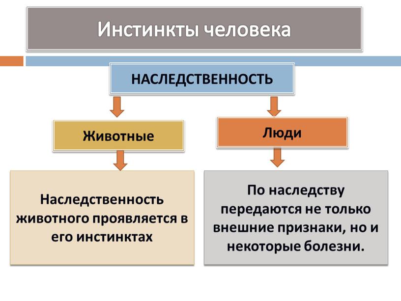 Инстинкты человека НАСЛЕДСТВЕННОСТЬ